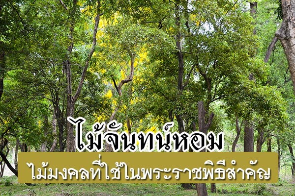 ไม้จันทน์หอม ไม้จันทน์หอม