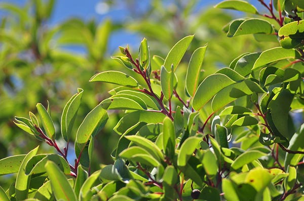 ไม้จันทน์หอม ไม้จันทน์หอม