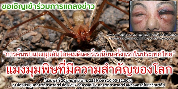 แมงมุมสันโดษเมดิเตอร์เรเนียน แมงมุมสันโดษเมดิเตอร์เรเนียน