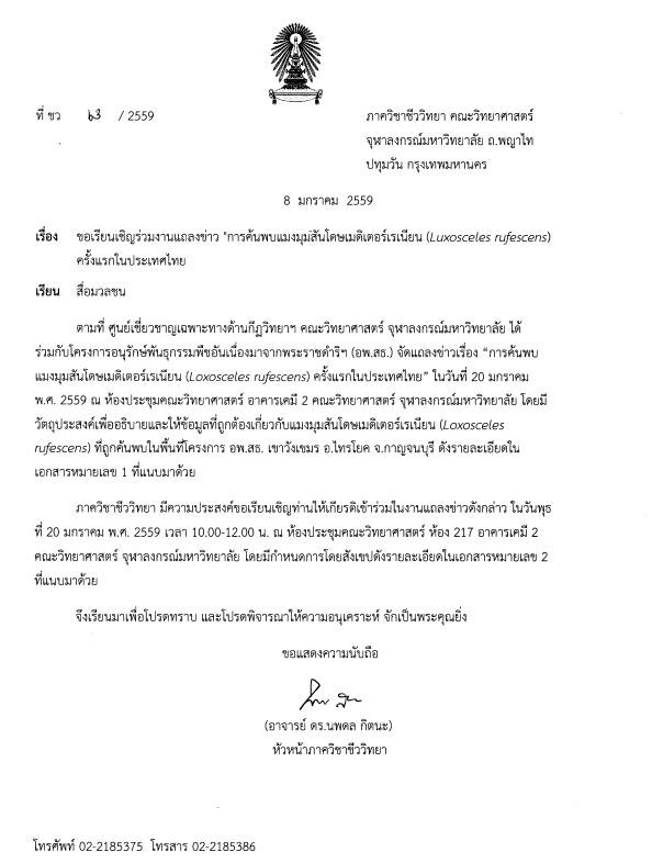 แมงมุมสันโดษเมดิเตอร์เรเนียน แมงมุมสันโดษเมดิเตอร์เรเนียน