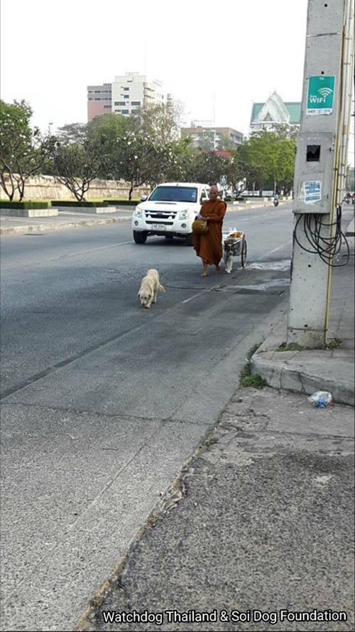 พระหนูทีใช้หมาบิณฑบาตร พระหนูทีใช้หมาบิณฑบาตร