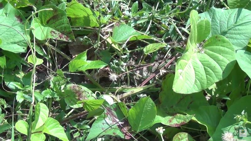 โจรปล้นผู้ใหญ่บ้าน โจรปล้นผู้ใหญ่บ้าน