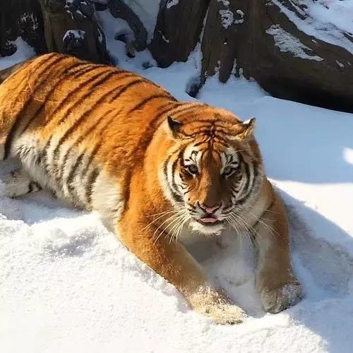 เสืออ้วน เสืออ้วน