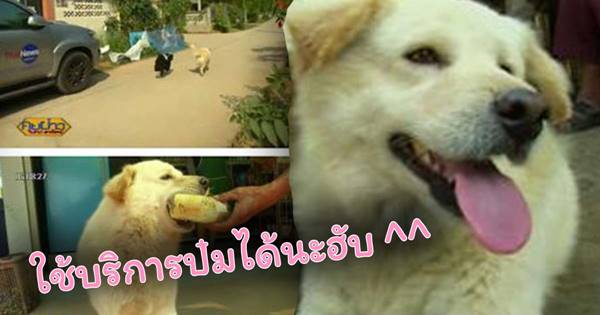 หมาแสนรู้ หมาแสนรู้