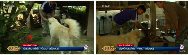 หมาแสนรู้ หมาแสนรู้