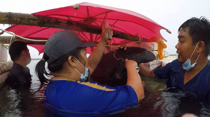 วาฬกินถุงพลาสติก วาฬกินถุงพลาสติก