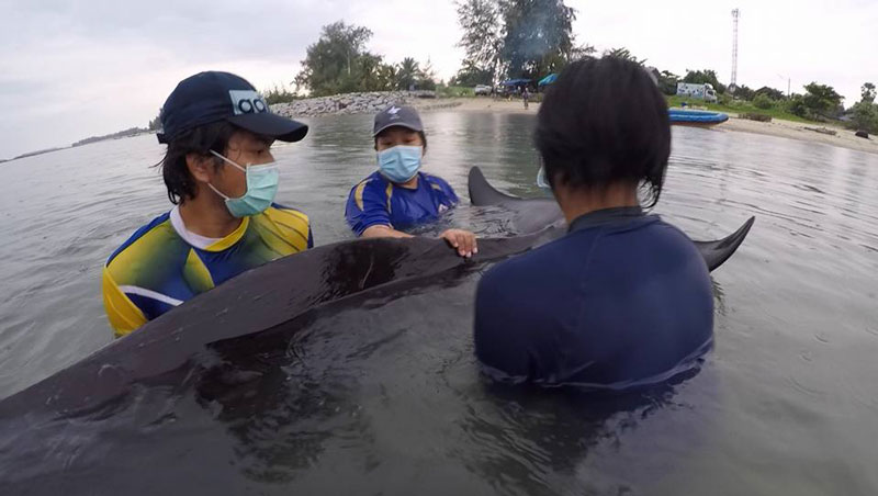 วาฬกินถุงพลาสติก วาฬกินถุงพลาสติก