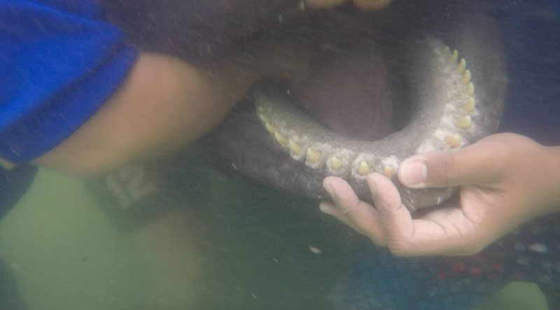 วาฬกินถุงพลาสติก วาฬกินถุงพลาสติก