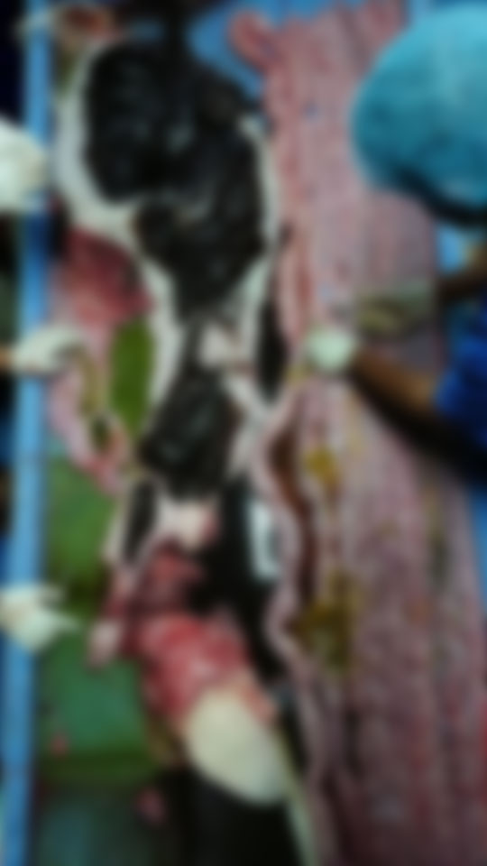 วาฬกินถุงพลาสติก วาฬกินถุงพลาสติก