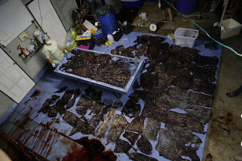 วาฬกินถุงพลาสติก วาฬกินถุงพลาสติก