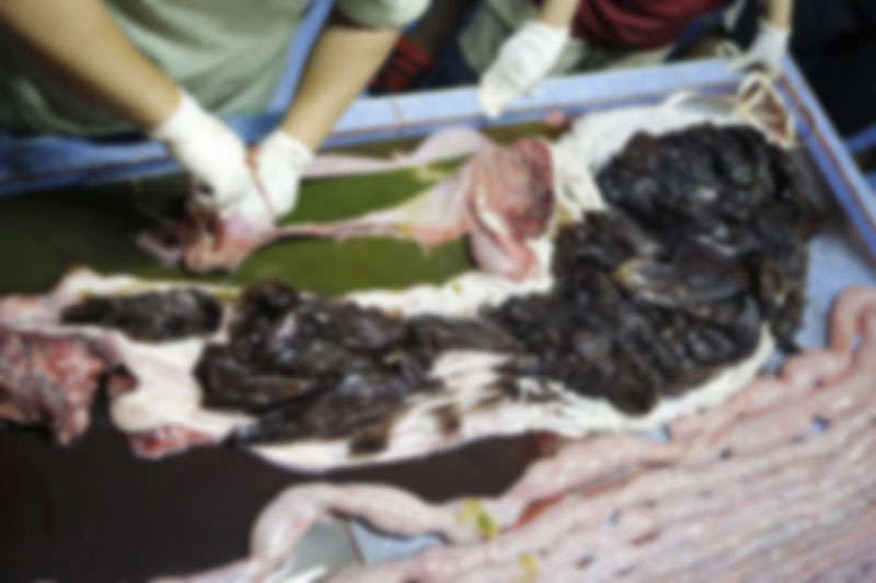 วาฬกินถุงพลาสติก วาฬกินถุงพลาสติก