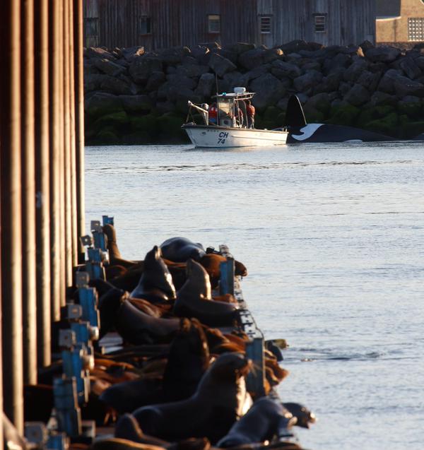 สหรัฐฯ นำหุ่นวาฬเพชฌฆาตไล่ฝูงสิงโตทะเล ยึดท่าเรือเป็นที่อาบแดด สหรัฐฯ นำหุ่นวาฬเพชฌฆาตไล่ฝูงสิงโตทะเล ยึดท่าเรือเป็นที่อาบแดด