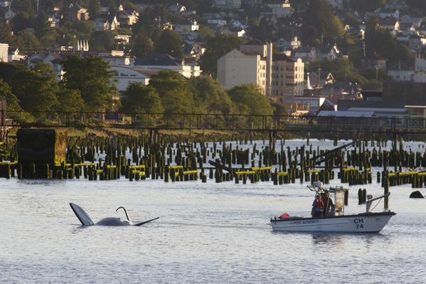 สหรัฐฯ นำหุ่นวาฬเพชฌฆาตไล่ฝูงสิงโตทะเล ยึดท่าเรือเป็นที่อาบแดด สหรัฐฯ นำหุ่นวาฬเพชฌฆาตไล่ฝูงสิงโตทะเล ยึดท่าเรือเป็นที่อาบแดด