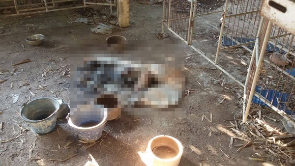 หมากัดกันจนตายคากรง หมากัดกันจนตายคากรง