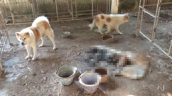 หมากัดกันจนตายคากรง หมากัดกันจนตายคากรง