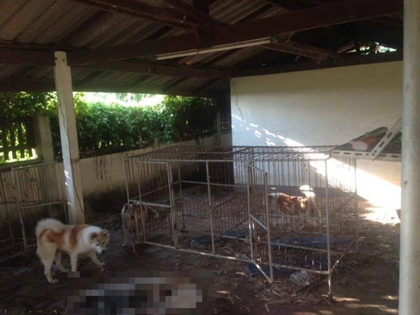 หมากัดกันจนตายคากรง หมากัดกันจนตายคากรง