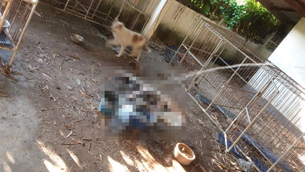 หมากัดกันจนตายคากรง หมากัดกันจนตายคากรง