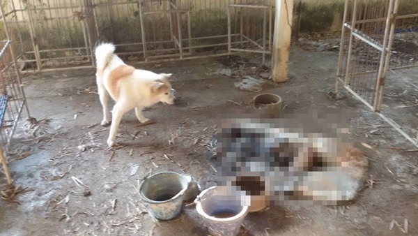 หมากัดกันจนตายคากรง หมากัดกันจนตายคากรง