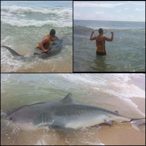 หนุ่มวัยรุ่นโชว์เทพ จับฉลามเสือด้วยมือเปล่า สุดยอดไปเลยลูกพี่ หนุ่มวัยรุ่นโชว์เทพ จับฉลามเสือด้วยมือเปล่า สุดยอดไปเลยลูกพี่