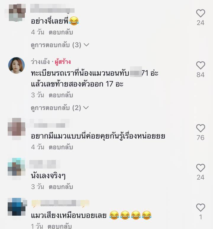 แมวเจ้าถิ่น แมวเจ้าถิ่น