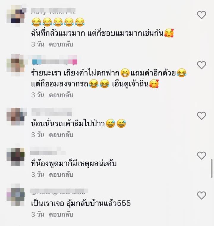 แมวเจ้าถิ่น แมวเจ้าถิ่น