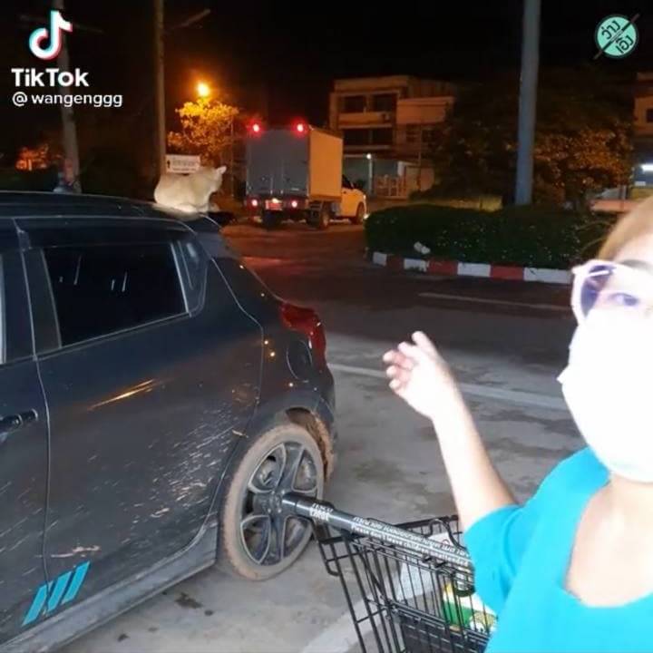 แมวเจ้าถิ่น แมวเจ้าถิ่น