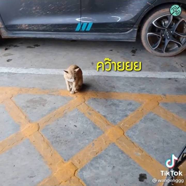 แมวเจ้าถิ่น แมวเจ้าถิ่น