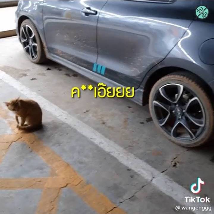 แมวเจ้าถิ่น แมวเจ้าถิ่น