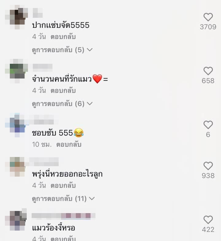 แมวเจ้าถิ่น แมวเจ้าถิ่น