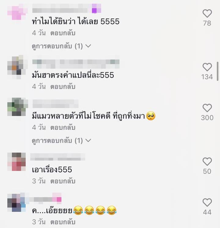 แมวเจ้าถิ่น แมวเจ้าถิ่น