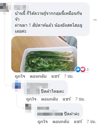 วิธียืดอายุผัก วิธียืดอายุผัก