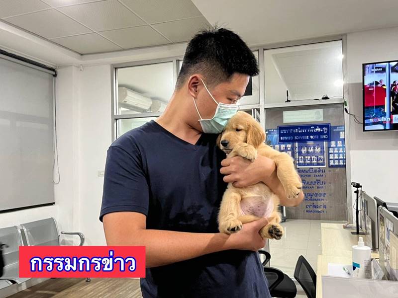 โกลเด้นหลงทาง โกลเด้นหลงทาง