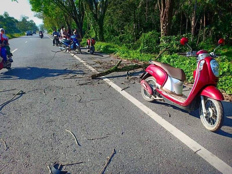 ครูถูกกิ่งไม้ทับ ครูถูกกิ่งไม้ทับ