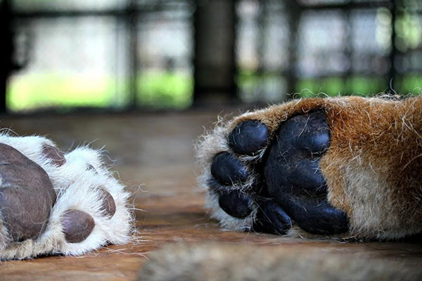 สิงโตป่วยใกล้ตายมีชีวิตใหม่ราวปาฏิหาริย์ เมื่อมันได้เจอ สิงโตป่วยใกล้ตายมีชีวิตใหม่ราวปาฏิหาริย์ เมื่อมันได้เจอ