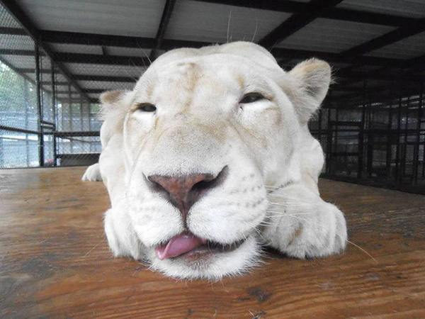 สิงโตป่วยใกล้ตายมีชีวิตใหม่ราวปาฏิหาริย์ เมื่อมันได้เจอ สิงโตป่วยใกล้ตายมีชีวิตใหม่ราวปาฏิหาริย์ เมื่อมันได้เจอ