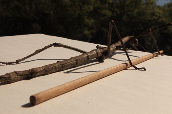 แมลงกิ่งไม้ขนาดยักษ์ แมลงกิ่งไม้ขนาดยักษ์