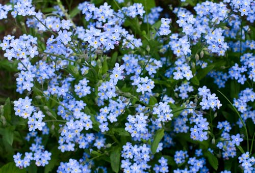 Forget Me Not Forget Me Not