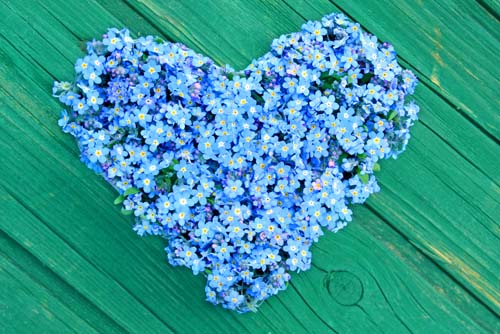 Forget Me Not Forget Me Not