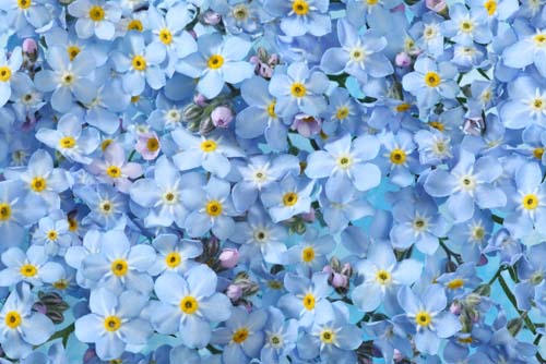 Forget Me Not Forget Me Not