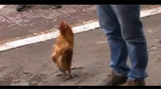 ไก่จีนมาแปลก เดินตัวตรงเหมือนเพนกวิน ไก่จีนมาแปลก เดินตัวตรงเหมือนเพนกวิน