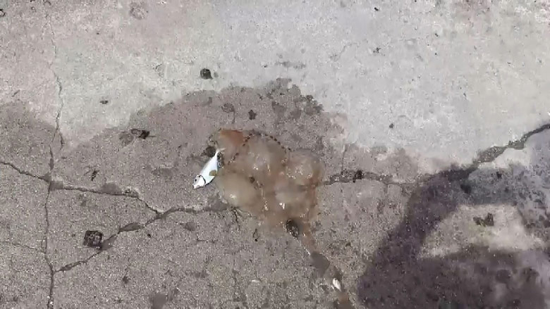 แมงกะพรุนไฟ แมงกะพรุนไฟ