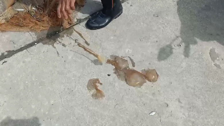 แมงกะพรุนไฟ แมงกะพรุนไฟ