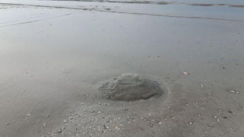 แมงกะพรุนไฟ แมงกะพรุนไฟ