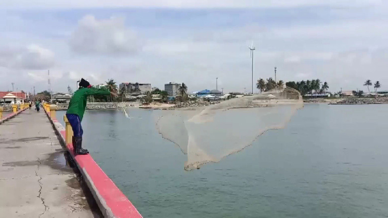 แมงกะพรุนไฟ แมงกะพรุนไฟ