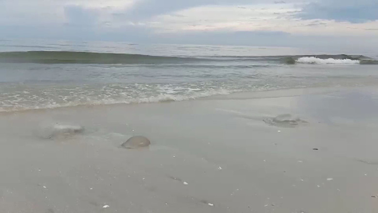 แมงกะพรุนไฟ แมงกะพรุนไฟ