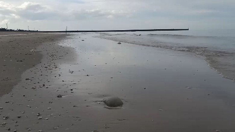 แมงกะพรุนไฟ แมงกะพรุนไฟ