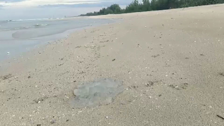 แมงกะพรุนไฟ แมงกะพรุนไฟ