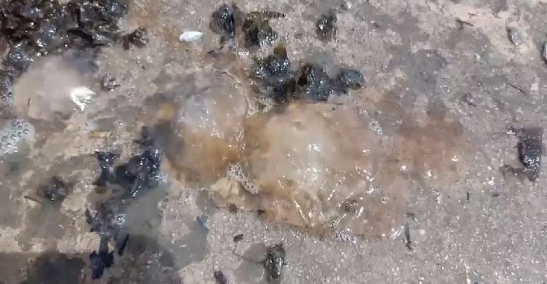 แมงกะพรุนไฟ แมงกะพรุนไฟ