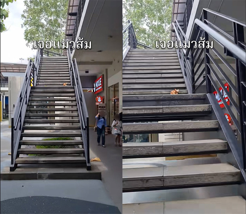 เจอแมวส้มที่บันไดห้าง เรียกยังไงก็ไม่หัน ก่อนเงิบแรง เจอแมวส้มที่บันไดห้าง เรียกยังไงก็ไม่หัน ก่อนเงิบแรง