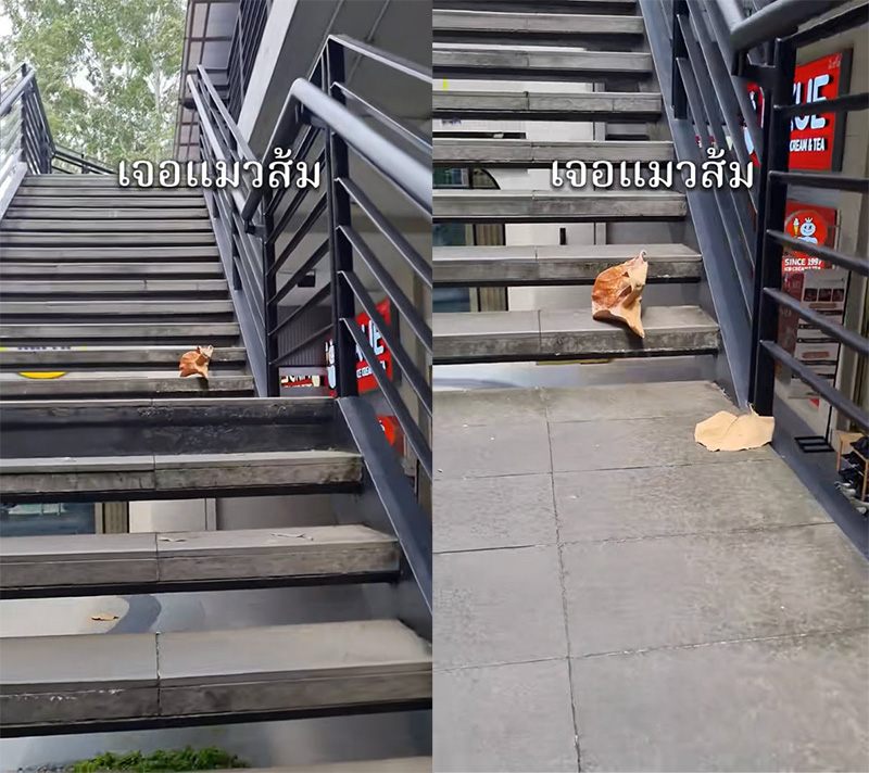 เจอแมวส้มที่บันไดห้าง เรียกยังไงก็ไม่หัน ก่อนเงิบแรง เจอแมวส้มที่บันไดห้าง เรียกยังไงก็ไม่หัน ก่อนเงิบแรง